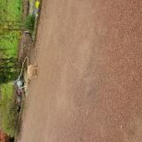 Picture of cat found at Ballon St Mars