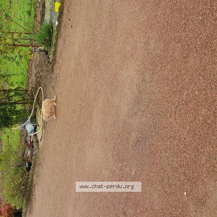 Photo 1/1 Found cat Found in Ballon st mars