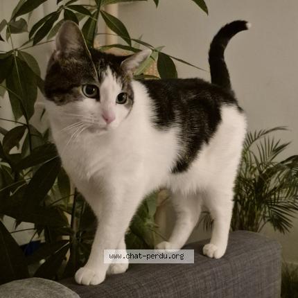 Foto van vermiste kat in Saint Gilles