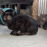 Picture of cat lost at Guilherand Granges