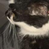 Picture of cat found at L Isle Adam