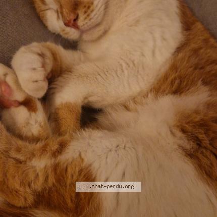 Photo 1/1 L&eacute;o Chat lost in Brazey en plaine