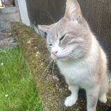 Picture of cat lost at Hombourg Haut