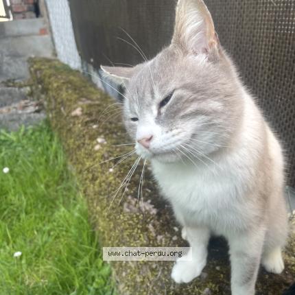 Photo 1/1 Gimli Chat lost in Hombourg haut