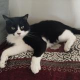 Picture of cat lost at Vaux