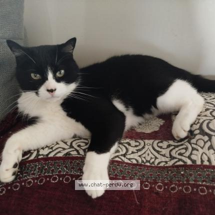 Photo 1/1 Pupuce Chat lost in Vaux