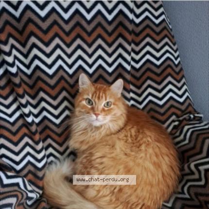 Photo 1/1 Gardfield Chat lost in Selestat