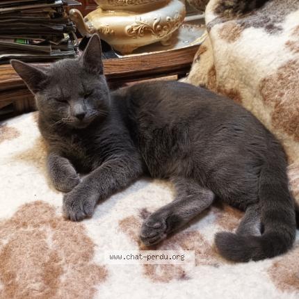 Photo 1/1 Gandalf Chat lost in Sceaux sur huisne