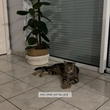 Photo 1/1 Found cat Found in Vern d anjou