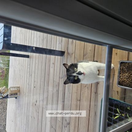 Photo 1/1 Found cat Found in Montauban