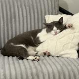 Picture of cat lost at Savigny Sur Orge