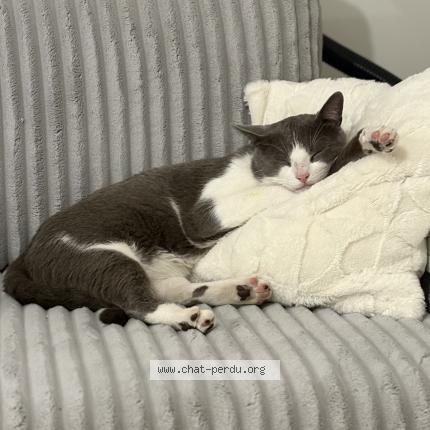 Photo 1/1 Tokyo Chat lost in Savigny sur orge