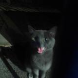 Picture of cat found at Lille