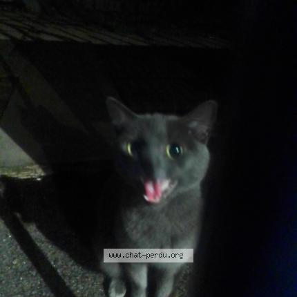 Photo 1/2 Found cat Found in Lille