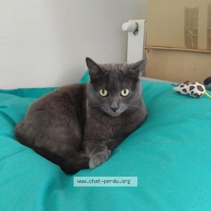 Photo 2/2 Found cat Found in Lille