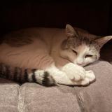 Picture of cat lost at Chatellerault