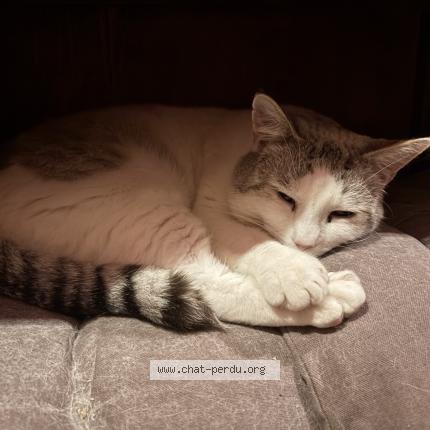 Photo 1/1 Sacha Chat lost in Chatellerault