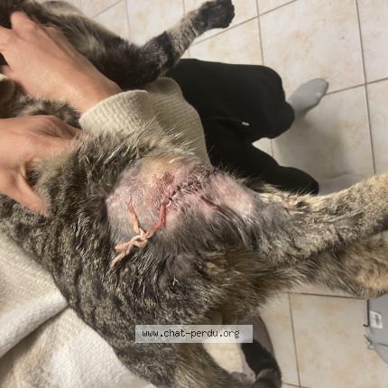 Photo 1/1 Rio Chat lost in Vitry sur seine