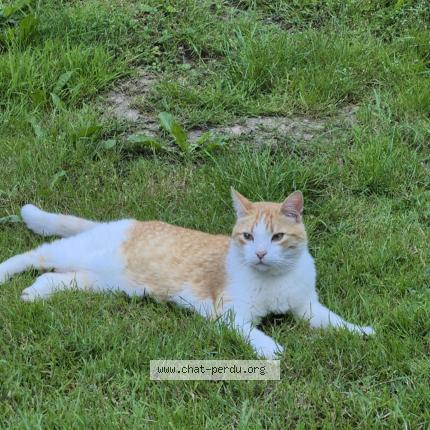 Photo 1/1 Camel surnom « Moumine » Chat lost in Saint jean brevelay