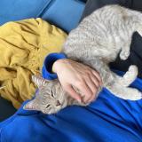 Picture of cat found at Pamiers