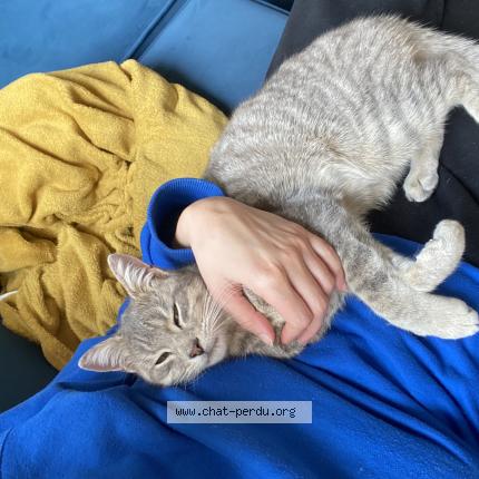 Photo 1/1 Found cat Found in Pamiers