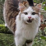 Picture of cat found at Sorgues