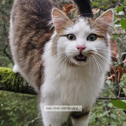 Photo 1/1 Found cat Found in Sorgues