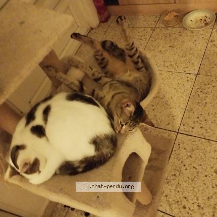 Photo 1/1 Gigi Chat lost in Cernay