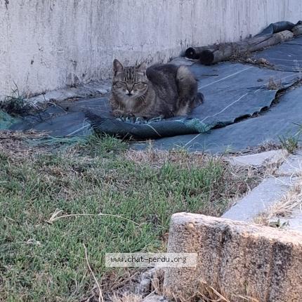 Photo 1/2 MILOU Chat lost in Saint front de pradoux