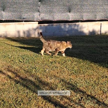 Photo 2/2 MILOU Chat lost in Saint front de pradoux