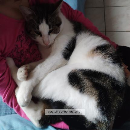 Photo 1/1 Truffe Chat lost in Parthenay