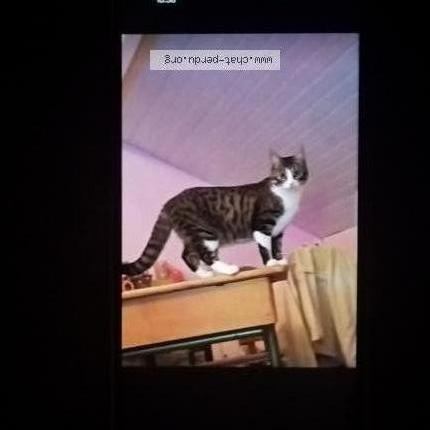 Photo 1/1 June Chat lost in Ligne