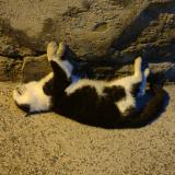 Picture of cat found at Lunel