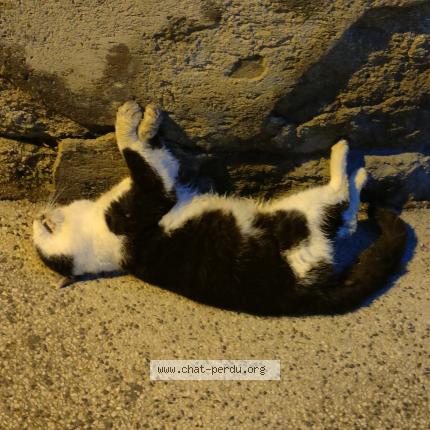 Photo 1/1 Found cat Found in Lunel