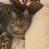 Picture of cat lost at Vitry Sur Seine