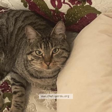 Photo 1/1 Rio Chat lost in Vitry sur seine