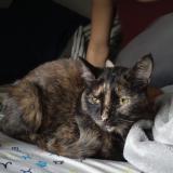 Picture of cat lost at Louisville