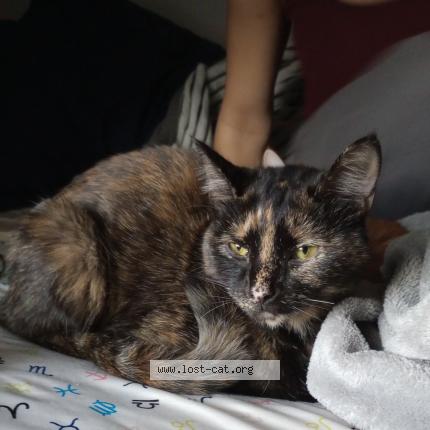 Photo 1/1 Biscuit Turner Chat lost in Louisville