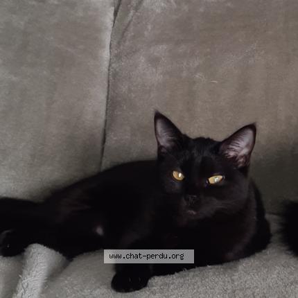 Photo 1/1 Maya Chat lost in Cleden poher