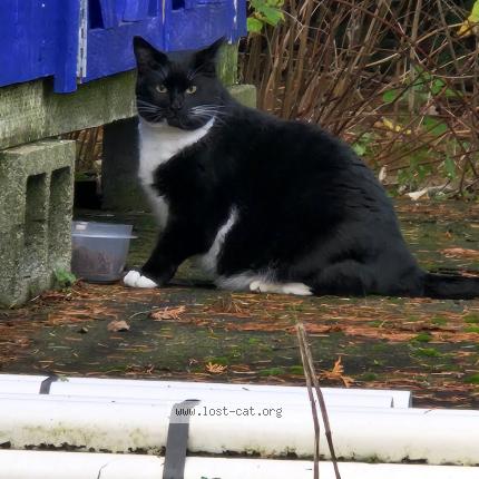 Photo 1/1 Found cat Found in Portland