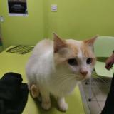 Picture of cat found at Colomiers