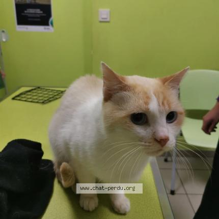 Photo 1/1 Found cat Found in Colomiers