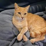 Picture of cat lost at Thouars Sur Garonne