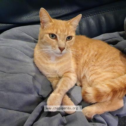 Photo 1/1 Nounouche Chat lost in Thouars sur garonne