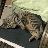 Picture of cat found at Grendelbruch