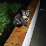 Picture of cat found at Champeon