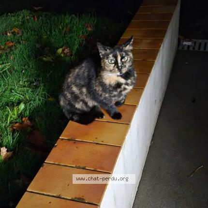 Photo 1/1 Found cat Found in Champeon