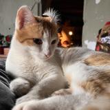 Picture of cat lost at Lathus Saint Remy