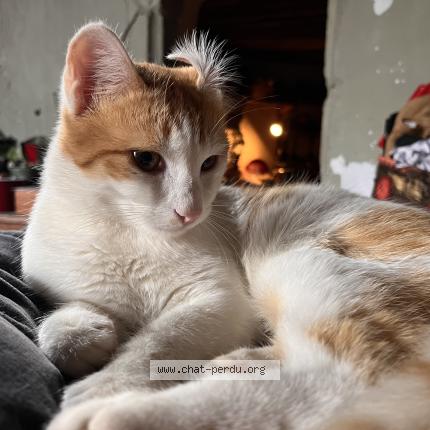 Photo 1/1 Attila Chat lost in Lathus saint remy