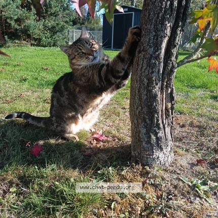 Photo 1/1 Lego Chat lost in Nervieux